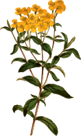 Sweet-scented tagetes