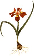 Dwarf Moraea