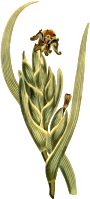 Green variegated ferraria