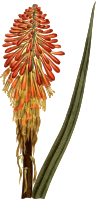 Serrulate-leaved tritoma