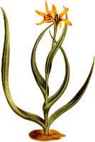 Yellow melanthium
