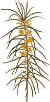 Linear-leaved persoonia