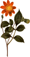 Scarlet-flowered dahlia