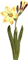 Streaked-flowered sparaxis