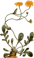 Pinnated orthonna