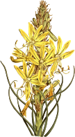 Yellow asphodel