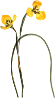 Yellow trident-petaled moraea