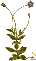 Cape campanula