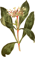 Three-leaved ophioxium