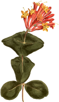 Great trumpet honeysuckle