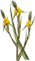 Wooly philidrum