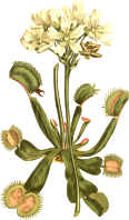 Venus fly trap