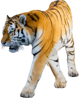 Tiger 3 (low detail)