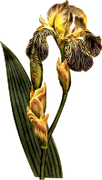 Brown-flowered iris
