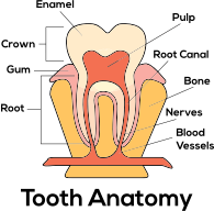 Tooth Anatomy By Paul Brennan
