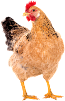 Hen 6