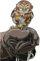 Owl Perched On Gloved Hand