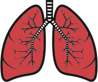 Lungs