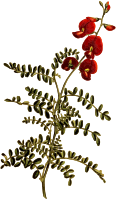Small-leaved bladder senna