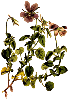 Horned violet