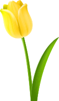 Tulip 5 (colour 3)