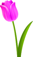 Tulip 5 (colour 4)