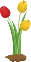 Tulips