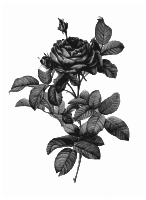 Redoute - Rosa gallica pontiana - grayscale