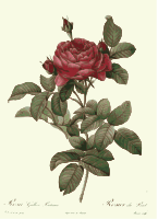Redoute - Rosa gallica pontiana - color