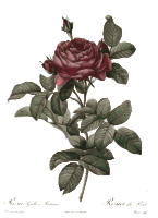 Redoute - Rosa gallica pontiana - color + grayscale