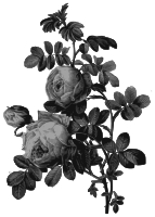 Redoute - Rosa sulfurea - grayscale