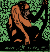 Orangutan