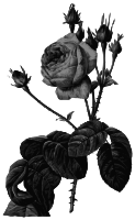 Redoute - Rosa centifolia bullata - grayscale