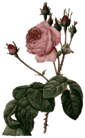 Redoute - Rosa centifolia bullata - color
