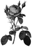 Redoute - Rosa muscosa multiplex - grayscale