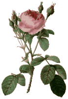Redoute - Rosa muscosa multiplex - color