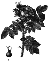 Redoute - Rosa kamtchatica - grayscale