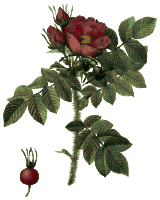 Redoute - Rosa kamtchatica - color