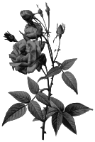 Redoute - Rosa indica vulgaris - grayscale