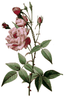 Redoute - Rosa indica vulgaris - color
