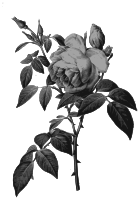 Redoute - Rosa indica fragrans - grayscale