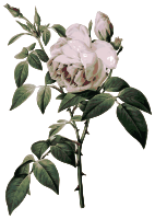 Redoute - Rosa indica fragrans - color