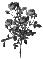 Redoute - Rosa pomponia - grayscale