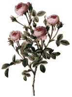 Redoute - Rosa pomponia - color