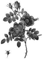Redoute - Rosa eglanteria punicea - grayscale