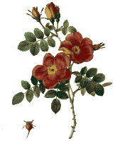 Redoute - Rosa eglanteria punicea - color