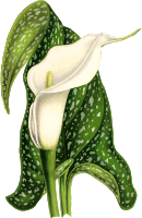 Calla