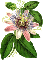Passion flower 2
