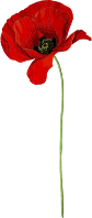 Poppy