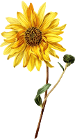 Sunflower 3